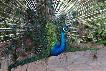 Image showing Displaying Peacock