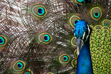 Image showing Peacock