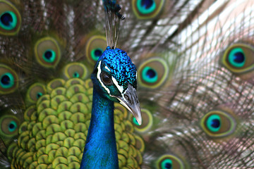 Image showing Peacock