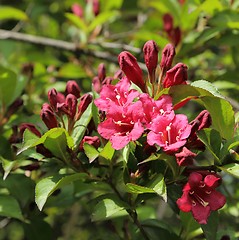 Image showing Weigela.