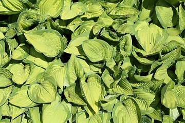 Image showing Hosta.