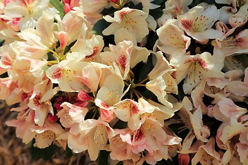 Image showing Rhododendron Flower