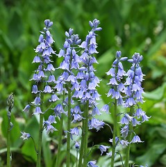 Image showing Spanish bluebell