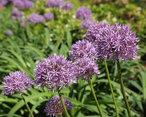 Image showing Alium Giganteum