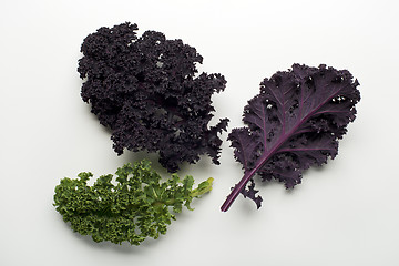 Image showing Kale leaf