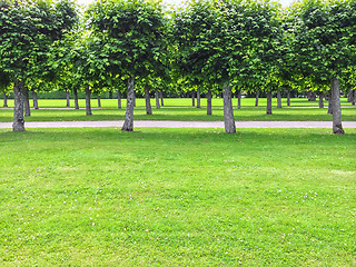 Image showing Beautiful linden trees in the summer park