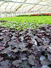 Image showing Variety of plants in a garden center