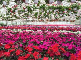 Image showing Colorful variety of flowers in a garden center