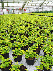 Image showing Pots with green plants in a garden center