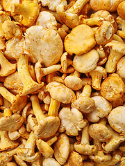 Image showing Chanterelle mushrooms background