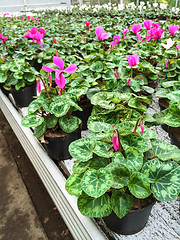 Image showing Cyclamen flowers in a garden center