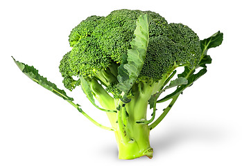 Image showing Large inflorescences of fresh broccoli with leaves