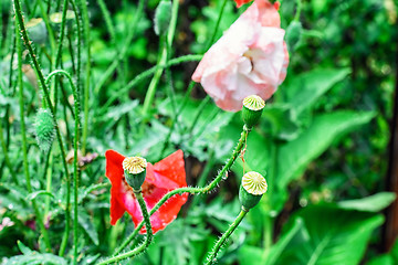 Image showing Summer lawn with flowers