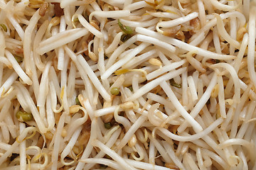 Image showing Bean sprouts background