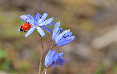 Image showing Ladybug sitting on a spring flower