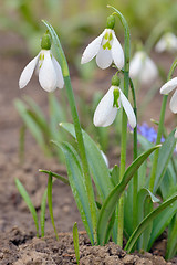 Image showing spring flowers snowdrops