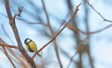 Image showing Great Tit (Parus major) 