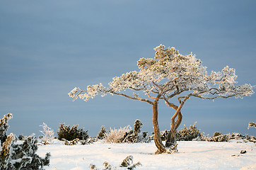 Image showing Frosty pine tree in a winter landscape