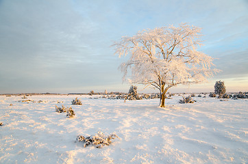 Image showing Winter morning with a frosty tree