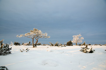 Image showing Winter view with frosty trees in a plain landscape