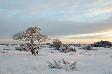 Image showing Lone snowy pine tree