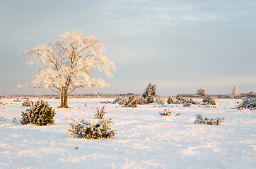 Image showing Frosty solitude tree in the first morning sunshine