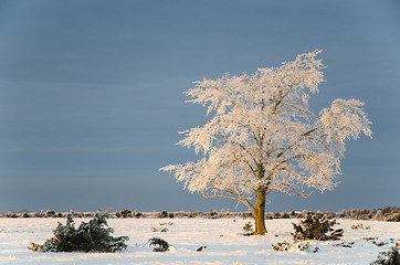 Image showing Big solitude elm tree in a winter landscape