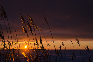 Image showing Reeds by sunset