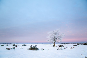 Image showing Lonely frosty tree in a great plain area 