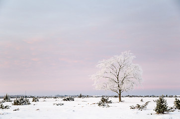 Image showing Lone frosty tree in a winter landscape