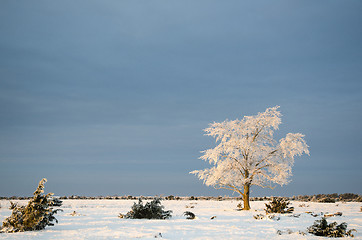 Image showing Alone frosty tree in a plain landscape