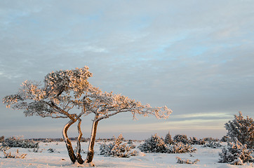 Image showing Snowy and frosty pine tree