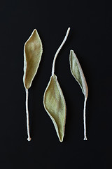 Image showing Dry sage leaves (salvia)