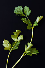 Image showing Fresh cilantro sprigs (coriander)