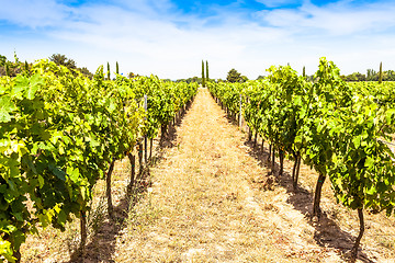 Image showing Provence vineyard