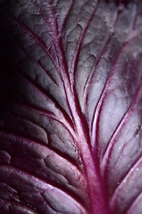 Image showing Red cabbage leaf