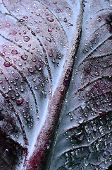 Image showing Red cabbage leaf