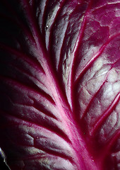 Image showing Red cabbage leaf