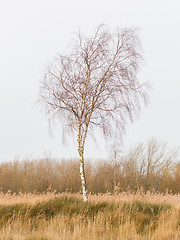 Image showing Bare Silver birch (Betula pendula) 