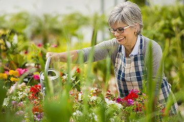 Image showing Mature woman watering flowers