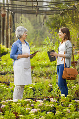 Image showing Worker and customer in a green house