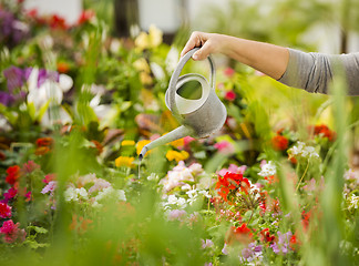 Image showing Mature woman watering flowers