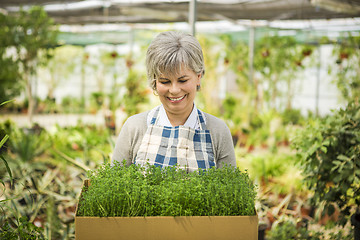 Image showing Choosing fresh herbs