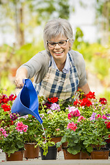 Image showing Mature woman watering flowers