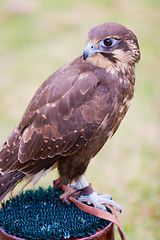 Image showing Falcon