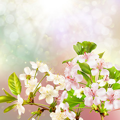 Image showing Blooming apple tree against the sky. EPS 10