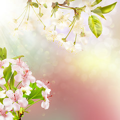 Image showing Blooming apple tree against the sky. EPS 10