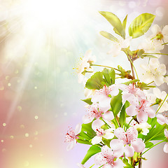 Image showing Blooming apple tree against the sky. EPS 10