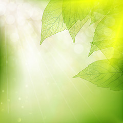 Image showing Background of green leaves. EPS 10