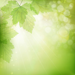 Image showing Background of green leaves. EPS 10